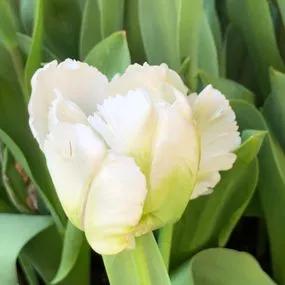 White Rebel Tulip (Tulipa White Rebel) Img 4